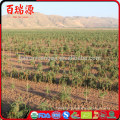 Wholesale distributors goji berry organic goji berries wholesale goji in pakistan